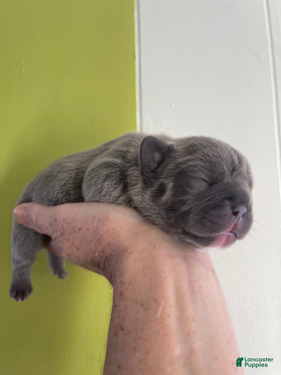 French Bulldog dogs for sale: Pepe - Ad 2