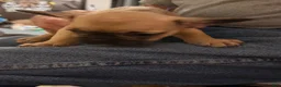 French Bulldog dogs for sale: French Bulldog 6 - Ad 4