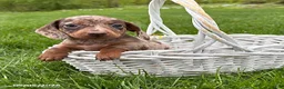 Miniature Dachshund dogs for sale: Honey - Ad 3