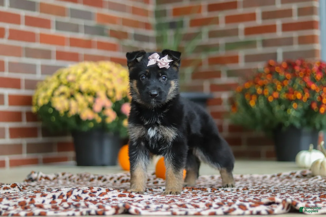 German Shepherd dogs for sale: Molly - Ad 1