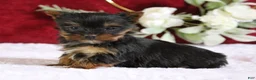 Yorkshire Terrier dogs for sale: Dakota - Ad 5