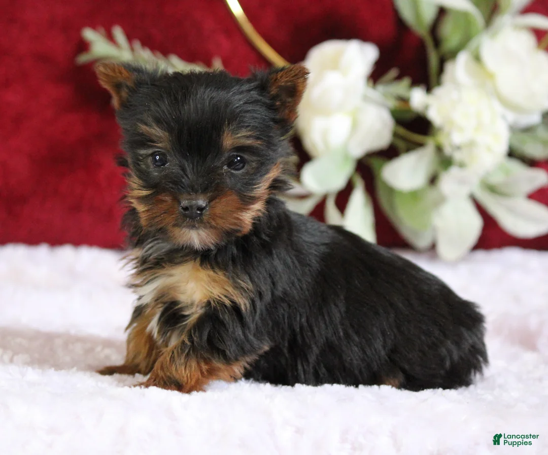 Yorkshire Terrier dogs for sale: Dakota - Ad 5