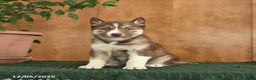Siberian Husky dogs for sale: Alaska - Ad 3