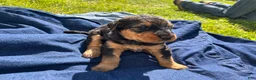 Airedale Terrier dogs for sale: Yellow female - Ad 3