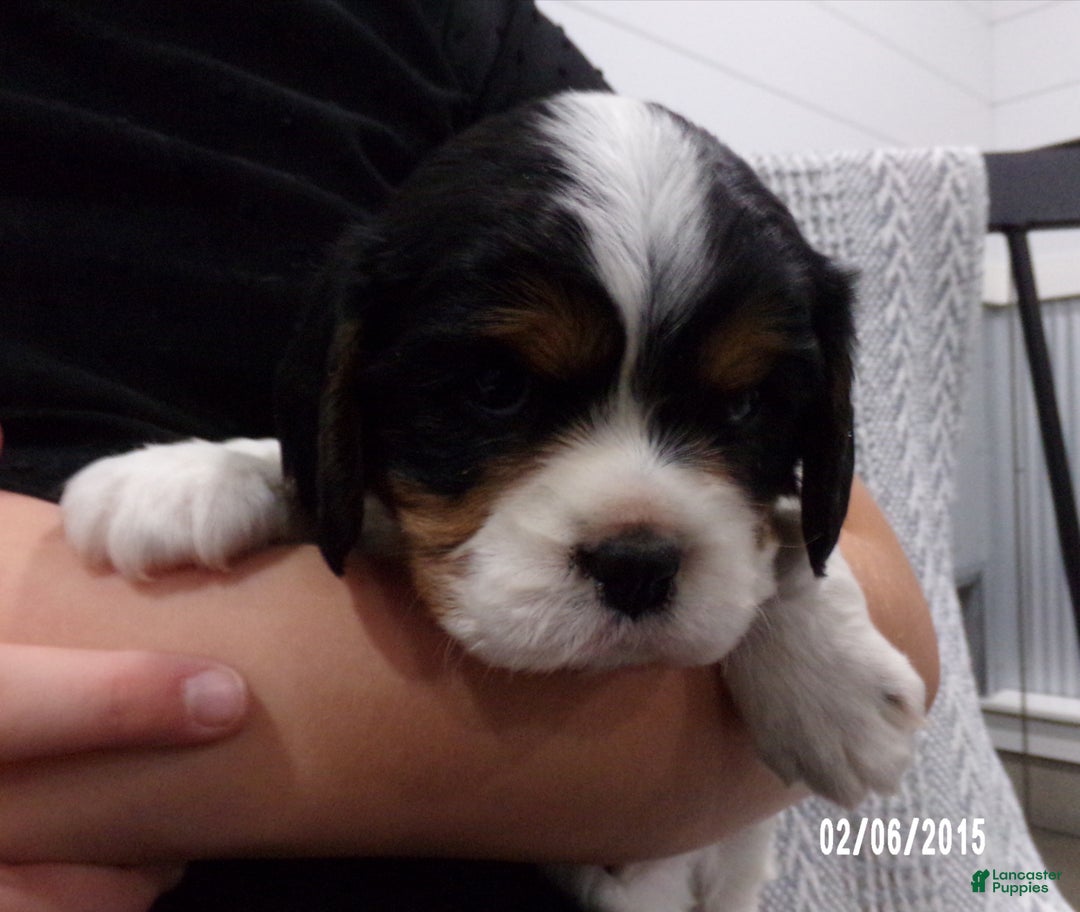 Cavalier King Charles Spaniel dogs for sale: Cavalier King Charles Spaniel Puppy 1 - Ad 5