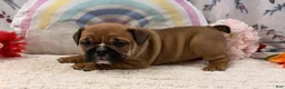 English Bulldog dogs for sale: Maci - Ad 4