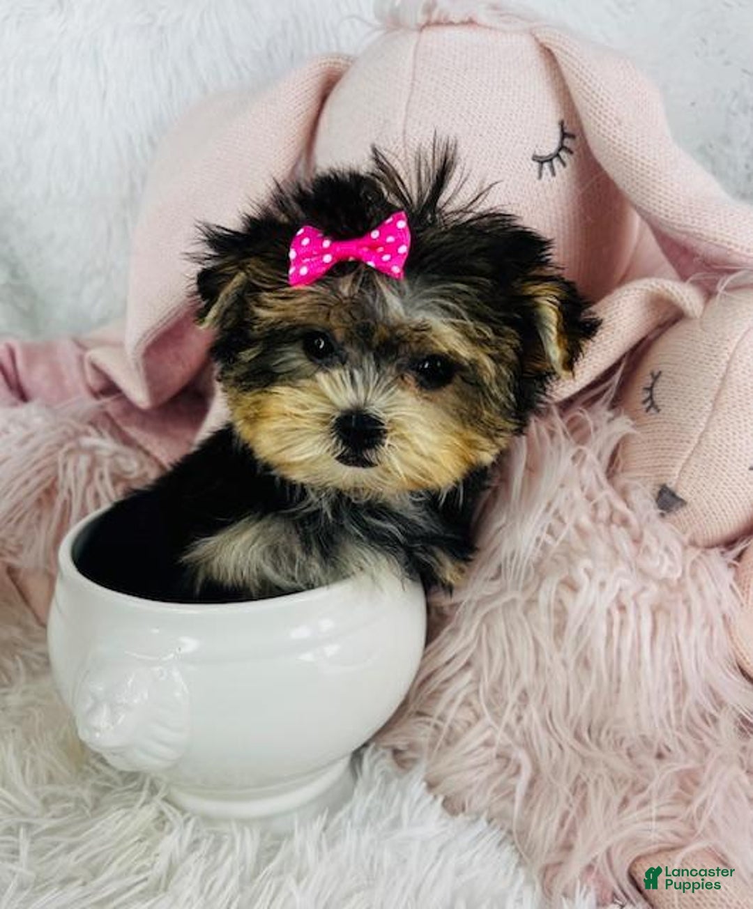 Morkie dogs for sale: Morkie Puppy 1 - Ad 3