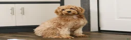Cavapoo dogs for sale: Finn - Ad 7