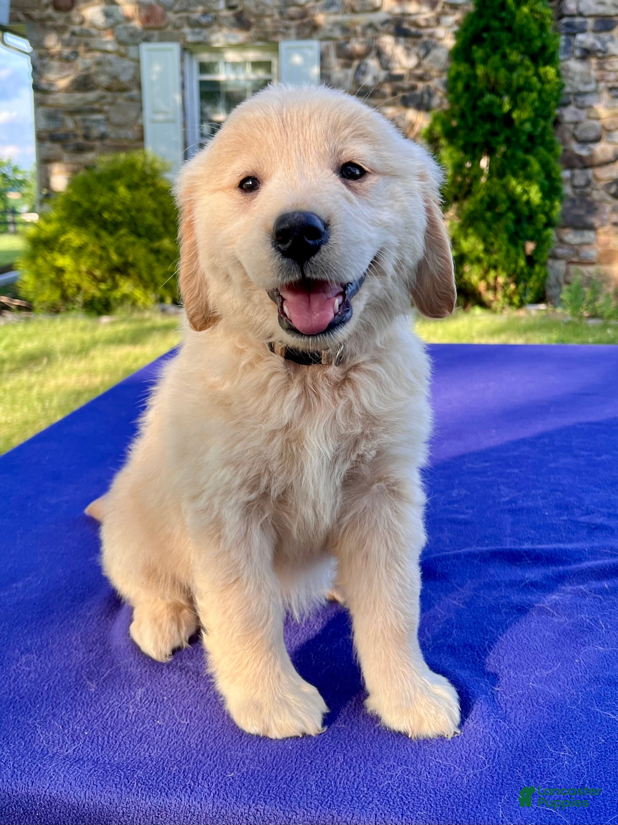 Golden Retriever dogs Candie - Ad 1