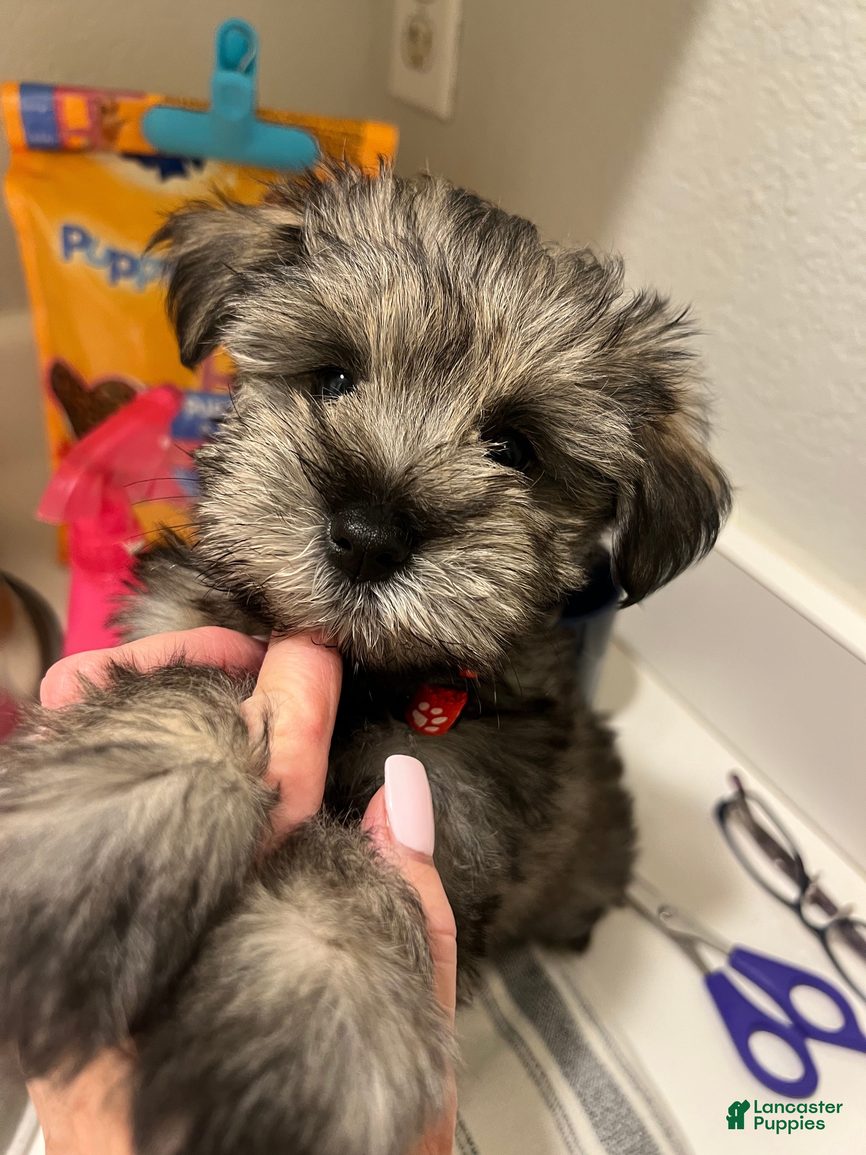 Miniature Schnauzer dogs Miniature Schnauzer Puppy 3 - Ad 3