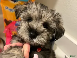Miniature Schnauzer dogs Miniature Schnauzer Puppy 3 - Ad 4