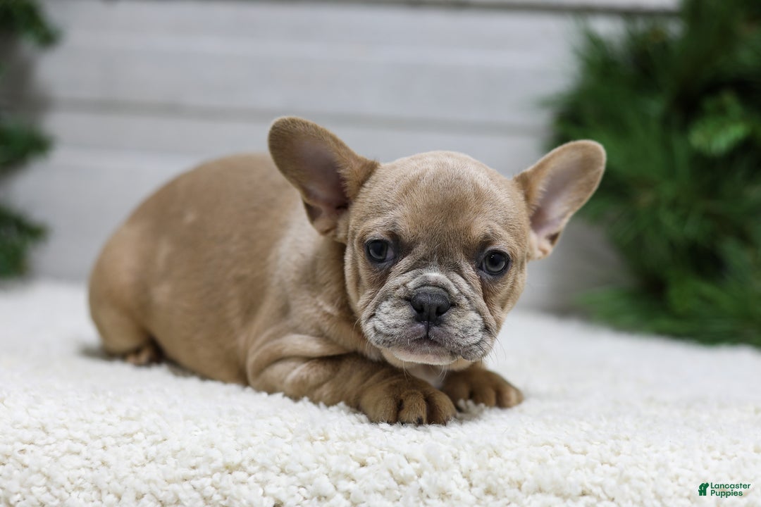 French Bulldog dogs for sale: Carter - Ad 3