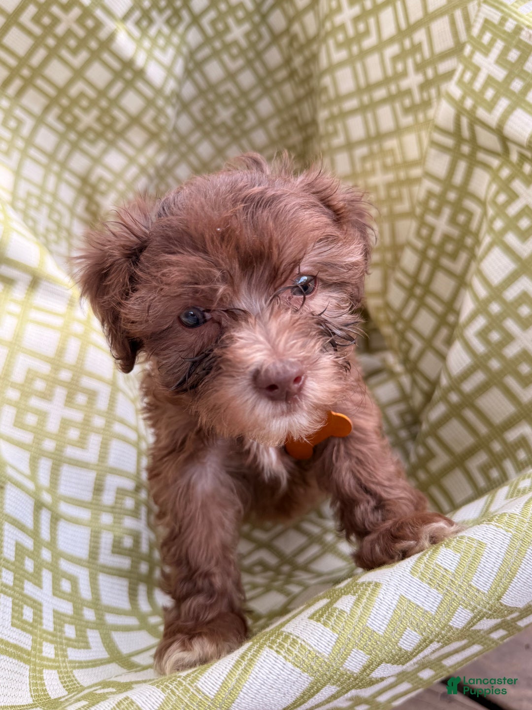 Miniature Poodle dogs for sale: Miniature Poodle Puppy 2 - Ad 2