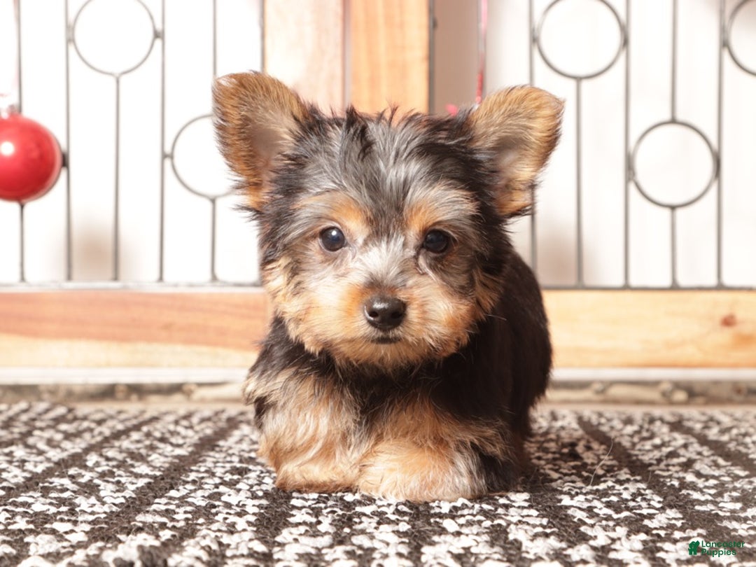 Yorkshire Terrier dogs for sale: Nico - Ad 3