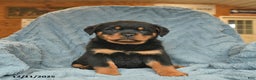 Rottweiler dogs for sale: Rose  - Ad 1