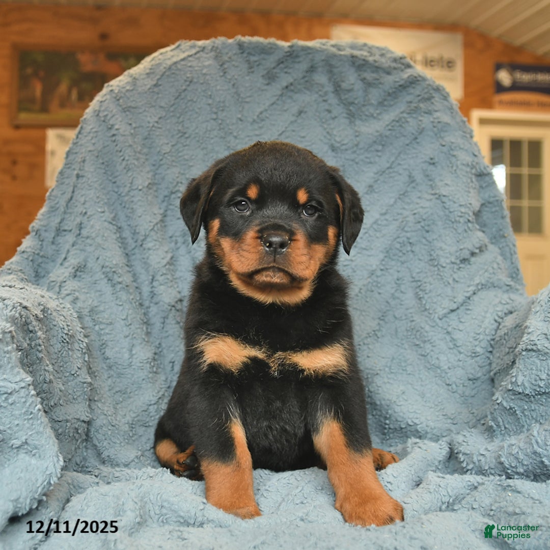 Rottweiler dogs for sale: Rose  - Ad 1