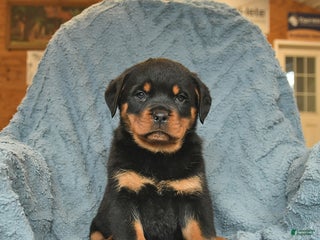 Rottweiler dogs Rose - Ad 5