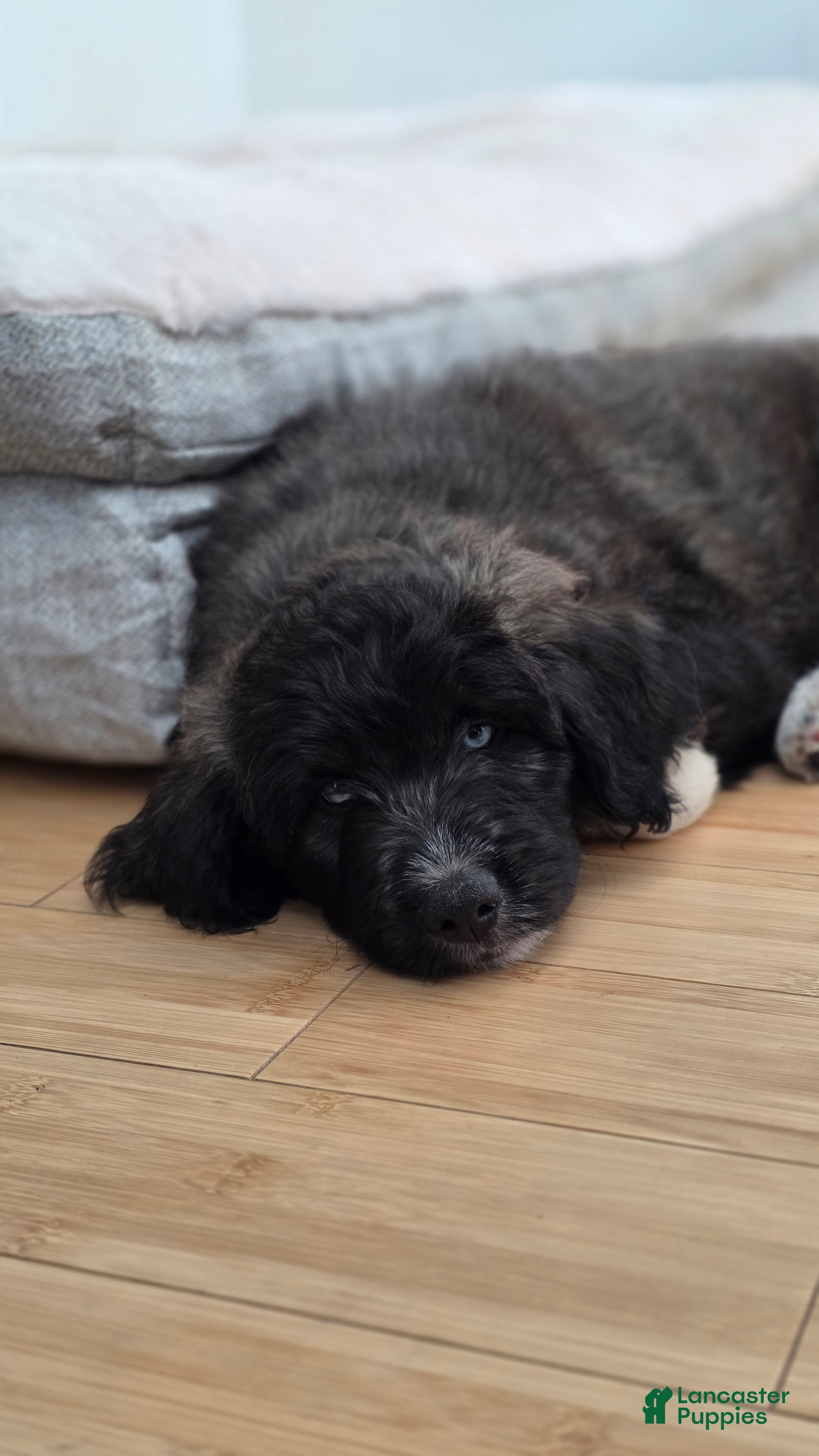 Mixed Breed dogs Cream - Ad 1