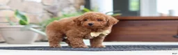 Maltipoo dogs for sale: Keith - Ad 4