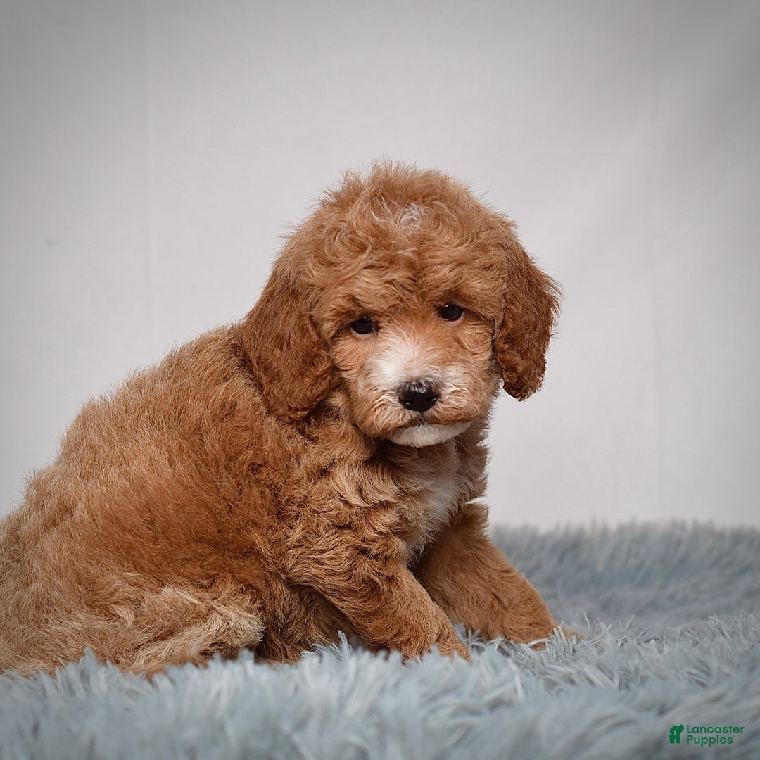 Mini Goldendoodle dogs for sale: Ms. Piper - Ad 4
