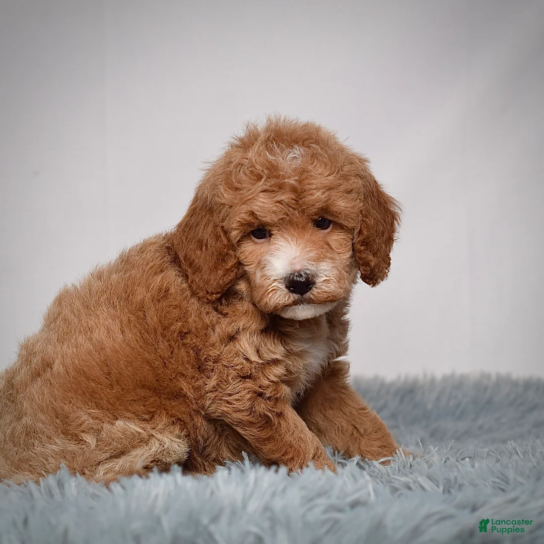 Mini Goldendoodle dogs for sale: Ms. Piper - Ad 4