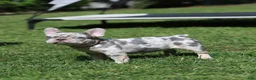 French Bulldog dogs for sale: Lora  - Ad 8