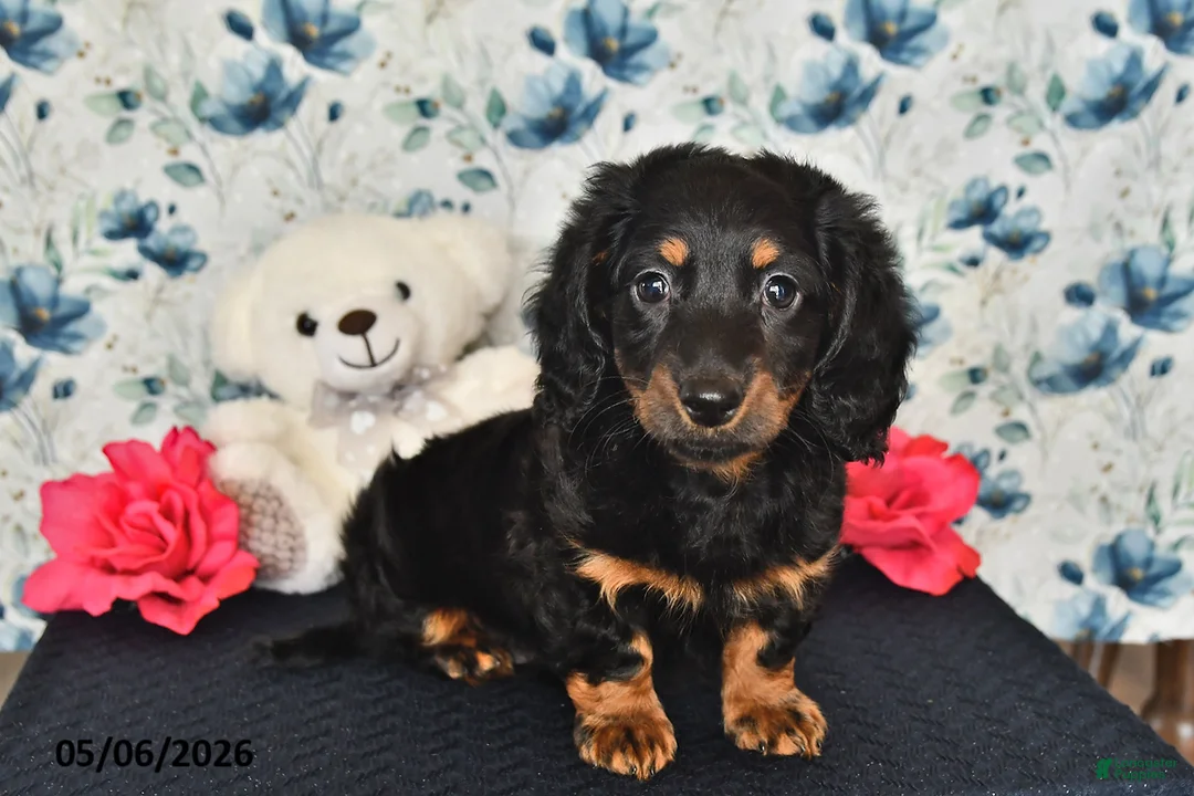 Miniature Dachshund dogs for sale: Jake - Ad 1