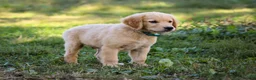 Golden Retriever dogs for sale: Ashton AKC Golden Retriever Pup - Ad 5