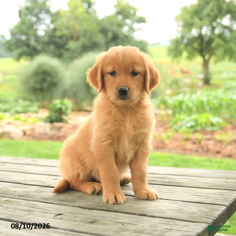 Golden Retriever dogs Zander - Ad 1