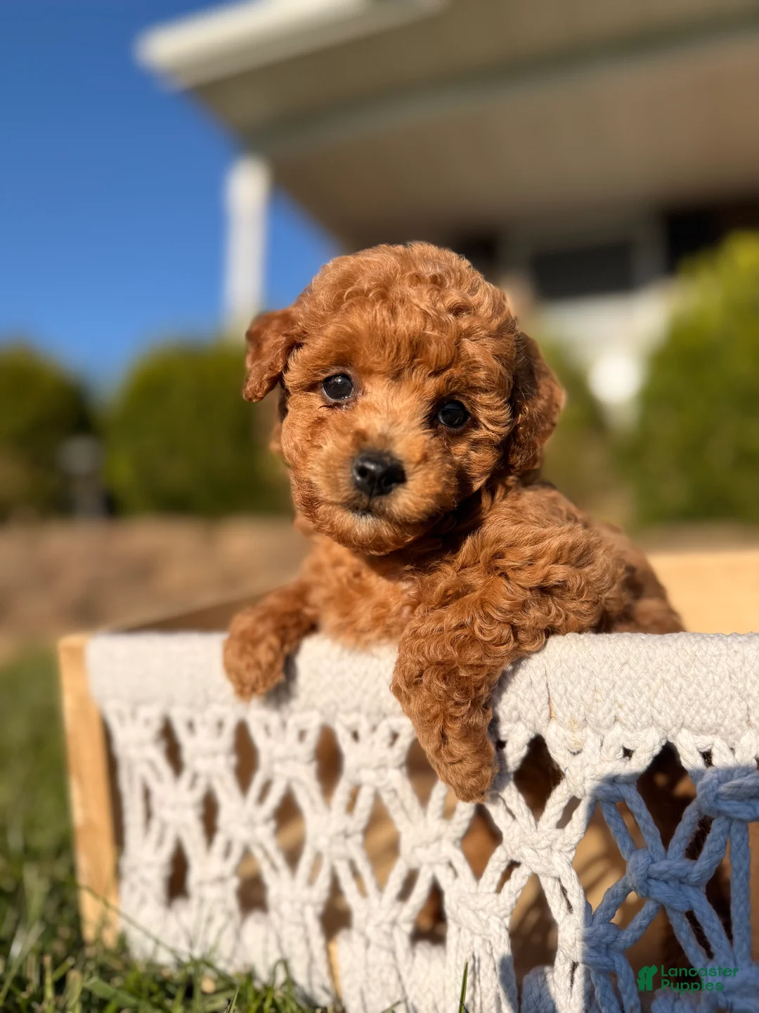 Bichpoo dogs for sale: Teddy - Ad 1