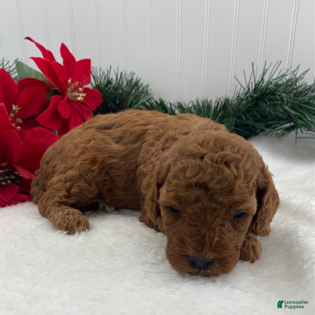 Cavapoo dogs for sale: Simba - Ad 2