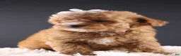 Shihpoo dogs for sale: Poppy - Ad 12