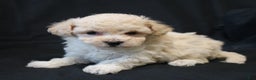 Bichpoo dogs for sale: Benji - Ad 2