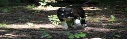American Bully dogs for sale: Jet - Ad 12