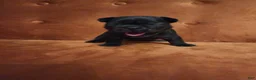 French Bulldog dogs for sale: Milo - Ad 2