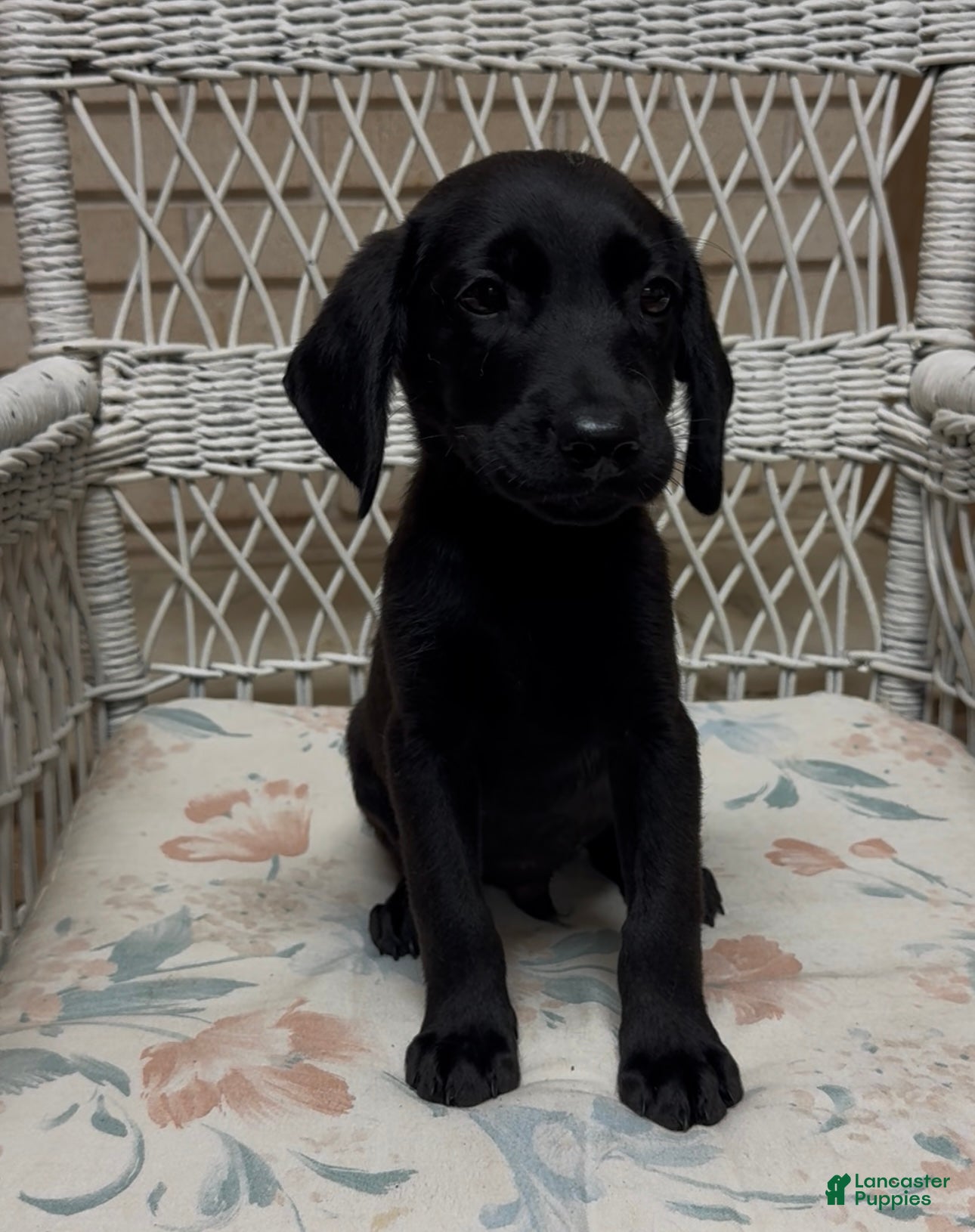 Labrador Retriever dogs for sale: Labrador Retriever Jackie - Ad 25