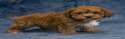 Havapoo dogs for sale: Chief - Ad 6