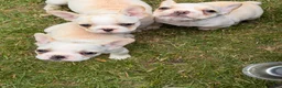 French Bulldog dogs for sale: Fire puppy number 1 - Ad 7
