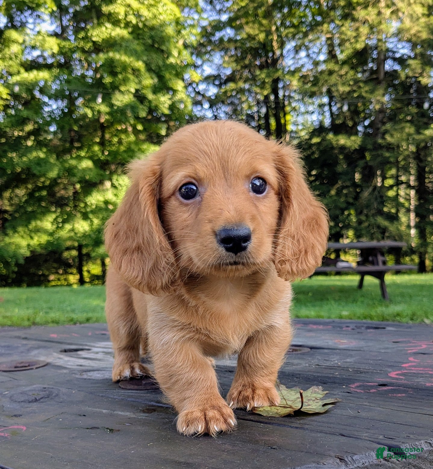 Dachshund dogs Copper - Ad 2