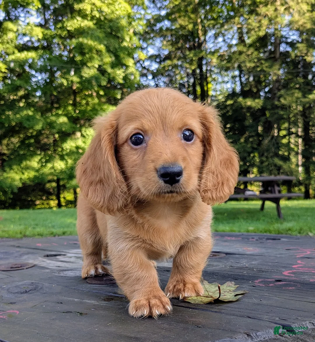 Dachshund dogs for sale: Copper - Ad 2