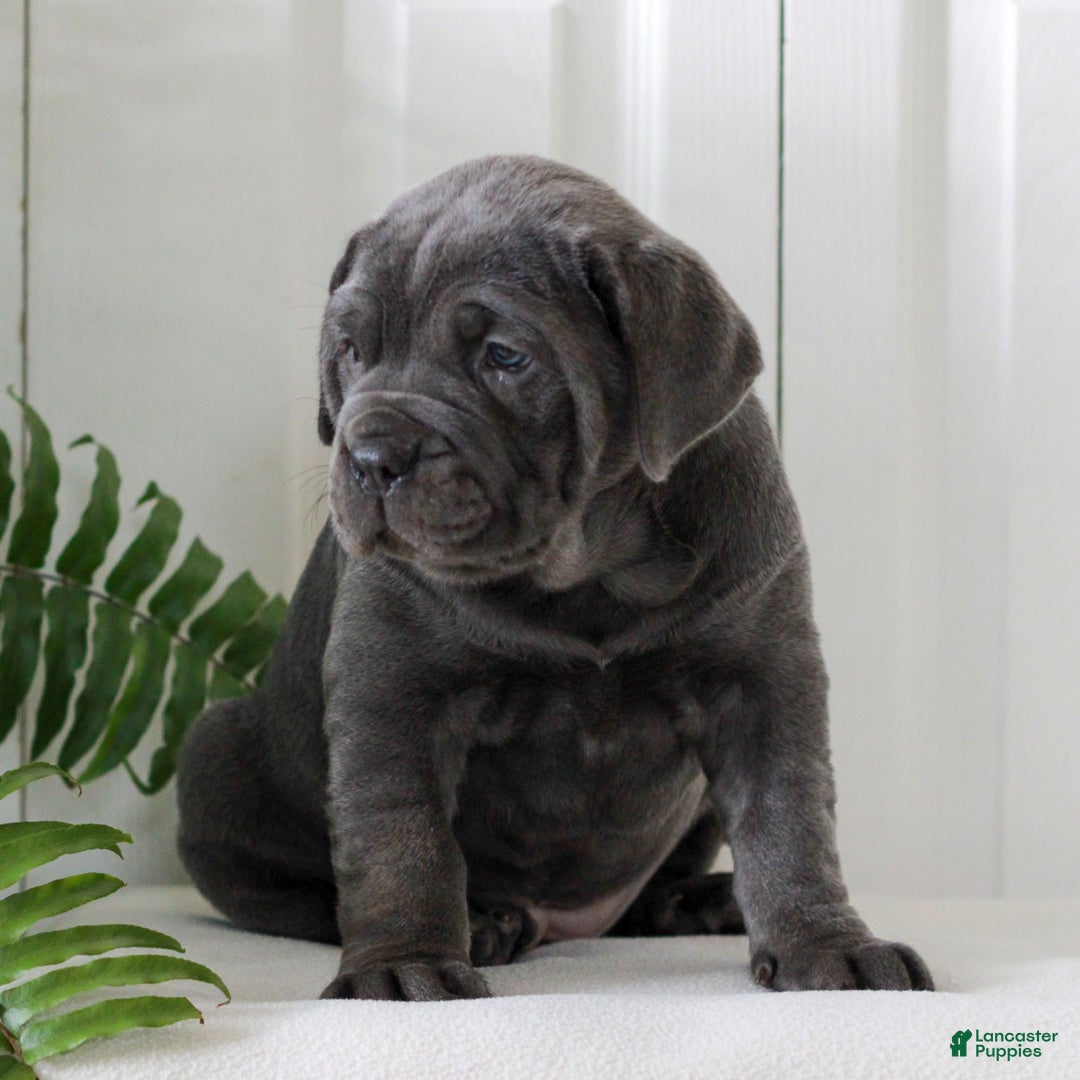 Cane Corso dogs for sale: Kasha - ICCF - Ad 3