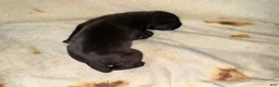 Cane Corso dogs for sale: Ketch AKC - Ad 4