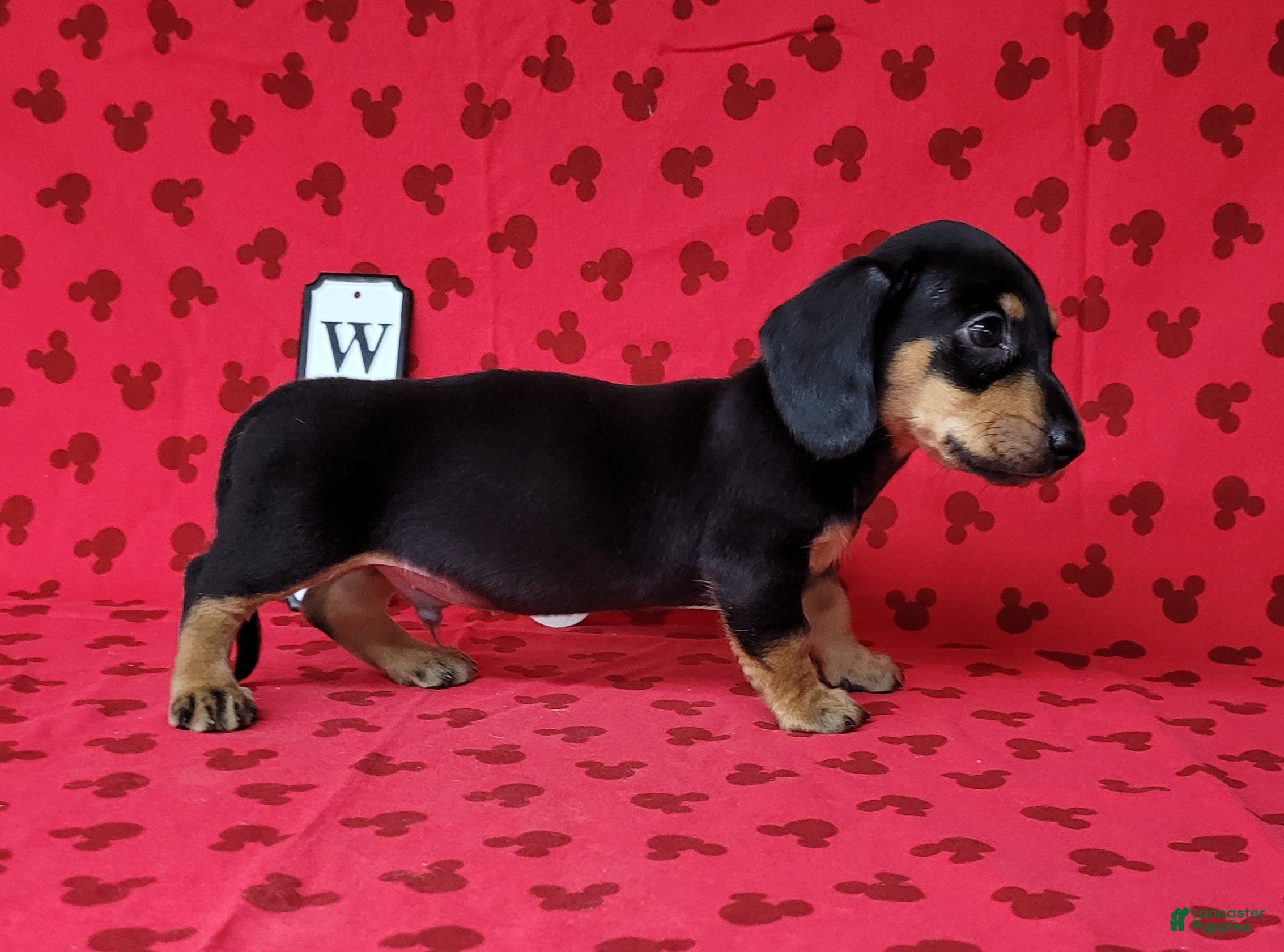 Miniature Dachshund dogs AKC Levi - Ad 1