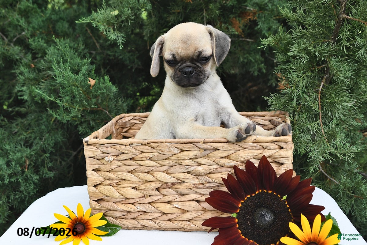 Puggle dogs Cappuccino - Ad 2
