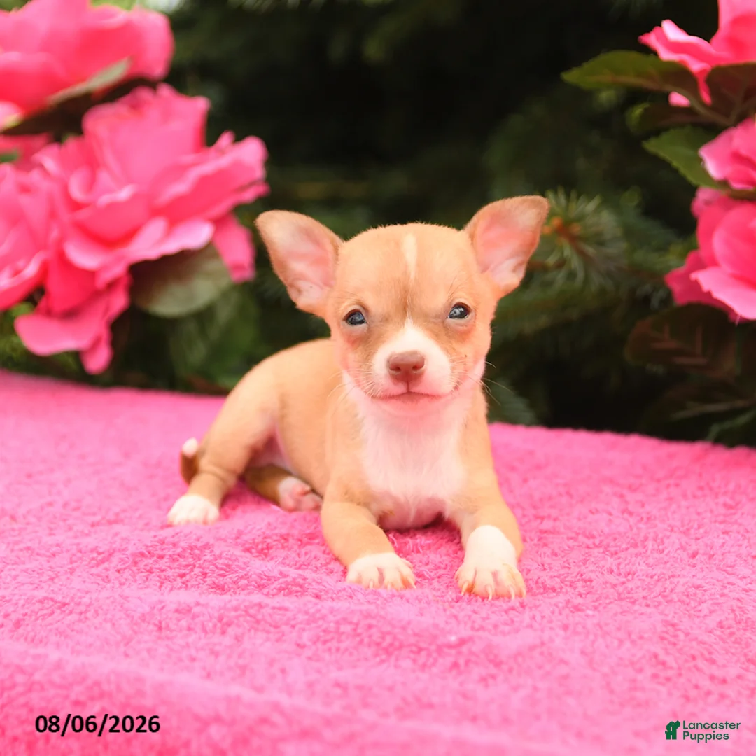 Chihuahua dogs for sale: Twix - Ad 3
