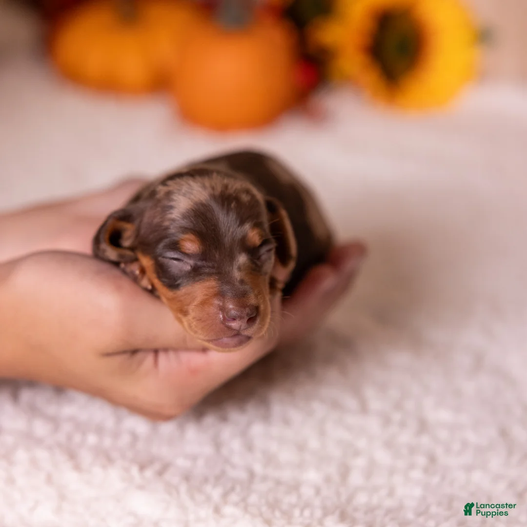 Miniature Dachshund dogs for sale: Canyon - Ad 1