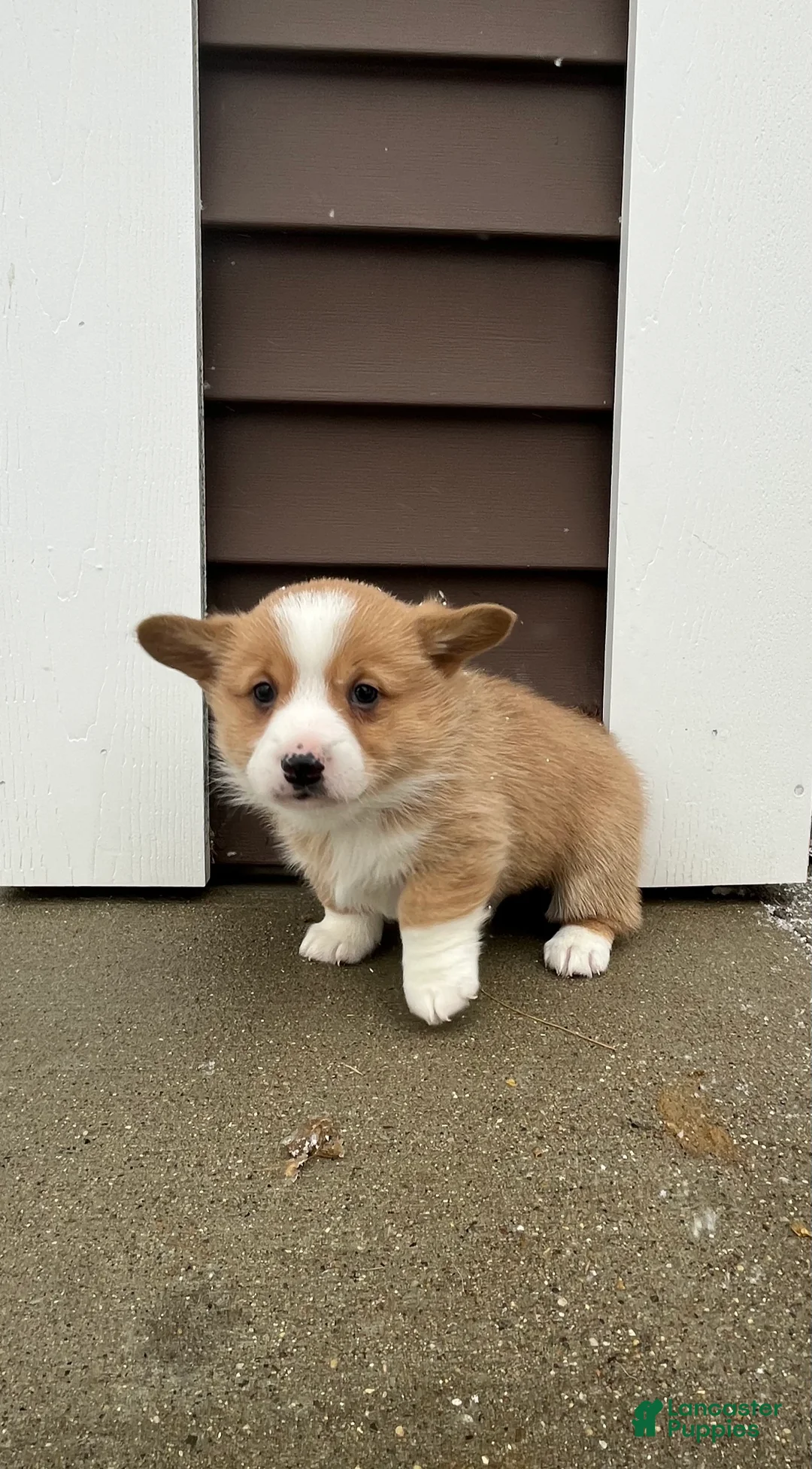 Welsh Corgi Pembroke dogs for sale: Welsh Corgi Pembroke Puppy 2 - Ad 8