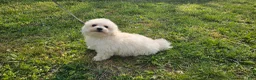 Havapoo dogs for sale: Havapoo 3 - Ad 8