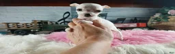 Chihuahua dogs for sale: Vanillas tiny white teacup girl. Hand Delivery  - Ad 6
