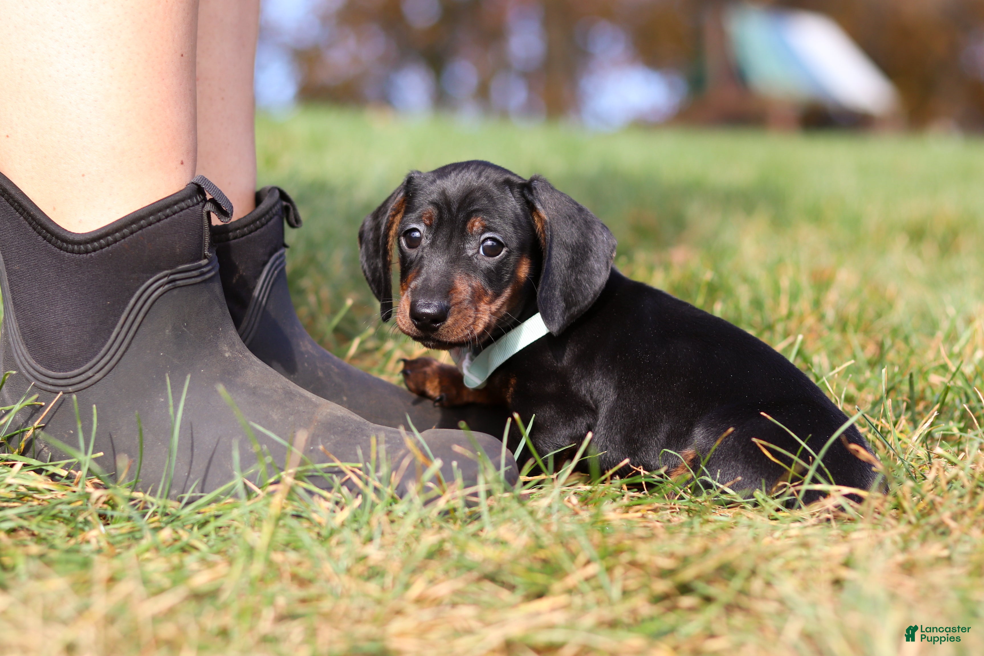 Miniature Dachshund dogs for sale: Jordan - Ad 2